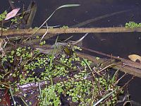 pobyt Hatín, 08.08.2009 - 22.08.2009