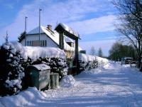 Borovnice -